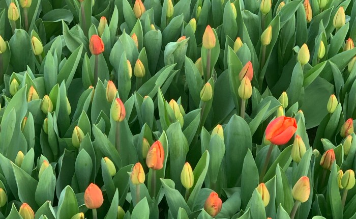 El Reverso (Resumen semanal del 22 al 26 de abril de&nbsp;2024)